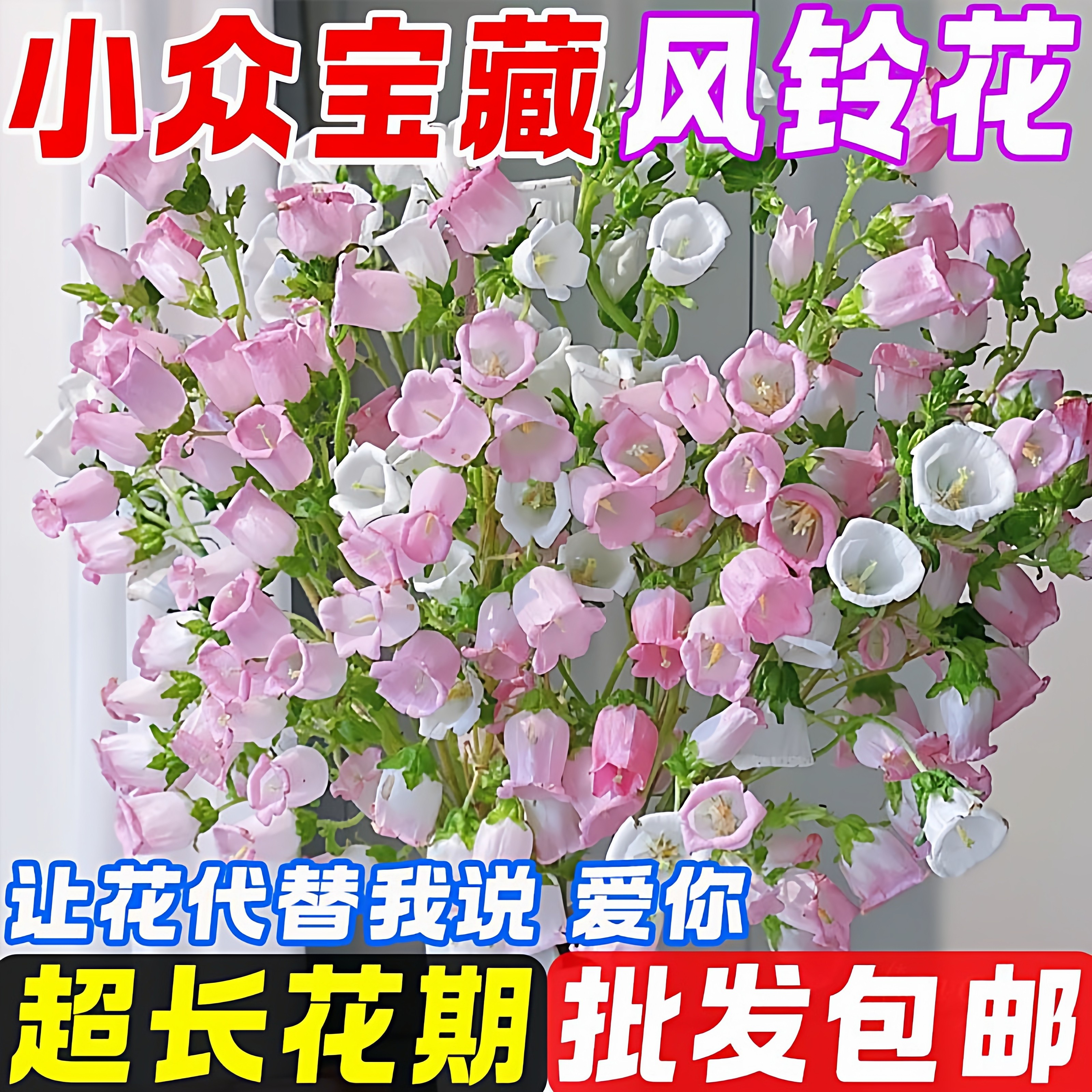 风铃花鲜花顺丰包邮鲜切花水养插花鲜切花云南基地直发