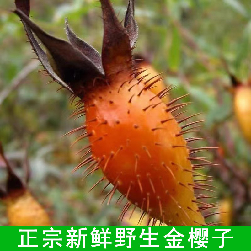 野生新鲜金樱子鲜果中药材500g克