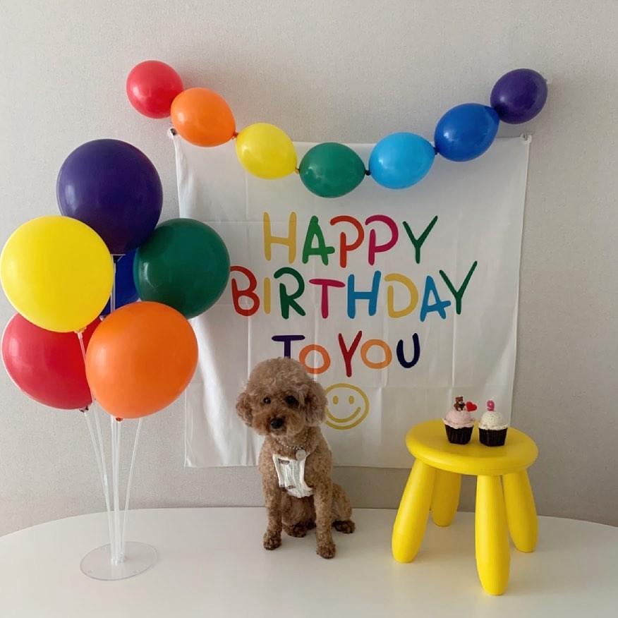 韩国ins风尾巴气球宝宝宠物生日派对布置装饰装扮海报背景摄影