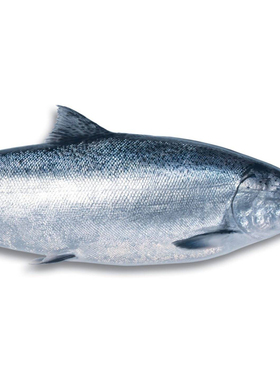 新西兰进口整条帝王鲑 冰鲜三文鱼3-6kg 新鲜日料 寿司