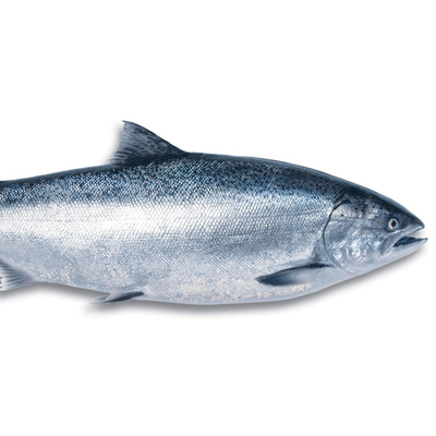 新西兰进口整条帝王鲑 冰鲜三文鱼4-5kg 即食 新鲜日料 寿司鱼生