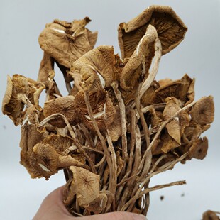 散装5斤净重25年新品福建古田茶树菇干货开伞茶薪菇经济实惠装