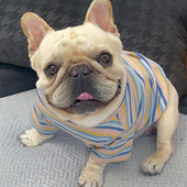 双色条纹T恤英法斗泰迪恶霸犬巴哥西高地胖狗卫衣服可爱透气棉夏