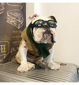 反季 大码 断码 麂皮绒马甲英法斗恶霸犬巴哥泰迪胖狗狗宠物衣服冬款