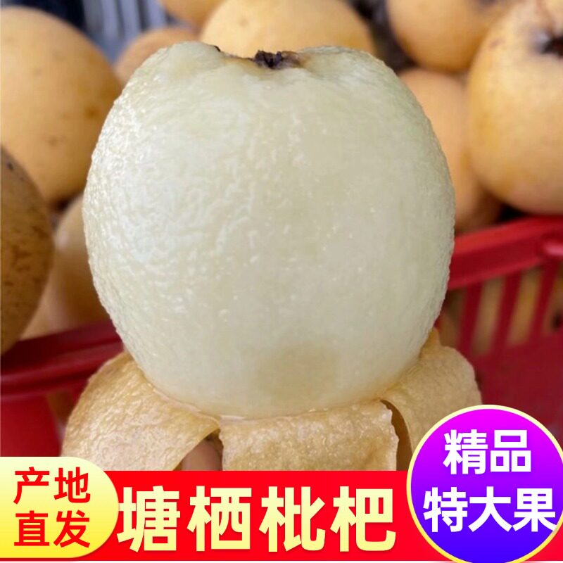 精选特大果塘栖枇杷白沙枇杷枇杷甜新鲜水果白玉枇杷琵琶孕妇水果