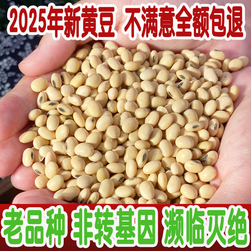 2025年新黄豆 农家自种扁黄豆 不打药的自产农家黄豆 笨黄豆 500g