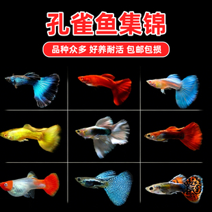 热带观赏鱼纯种孕母临产孔雀鱼活体练手鱼巴西红活体种鱼繁殖包邮