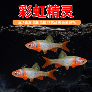 彩虹精灵鱼原生冷水鱼卢伦真小鲤北美原生耐寒群游宠物观赏鱼活体