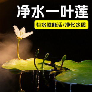 一叶莲碗莲水培植物室内四季常青花卉多年生净化水质除甲醛水莲花