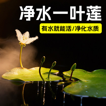 一叶莲碗莲水培植物室内四季常青花卉多年生净化水质除甲醛水莲花