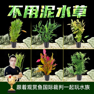 好养无需二氧化碳绿菊花蜈蚣草植物鱼缸有茎类水草鱼缸水族箱造景