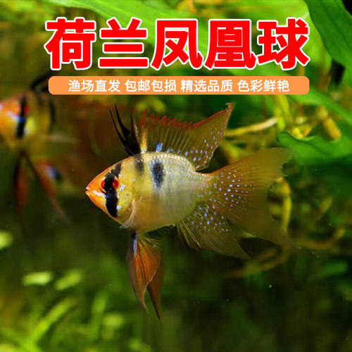 荷兰凤凰球金波子阿凡达德系凤凰宝蓝球热带观赏鱼活体小型淡水鱼