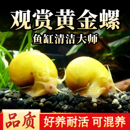 黄金螺除藻螺观赏螺鱼缸清洁螺吃藻螺苹果螺斑马螺吃粪工具淡水螺