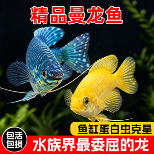 曼龙鱼热带观赏鱼黄曼龙蓝曼龙五彩血丽丽珍珠马甲球活小型淡水鱼