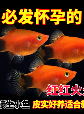 米奇鱼月光鱼胎生鱼小型鱼观赏鱼热带鱼好养活小白新手鱼活体入门