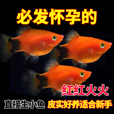 米奇鱼月光鱼胎生鱼小型鱼观赏鱼热带鱼好养活小白新手鱼活体入门
