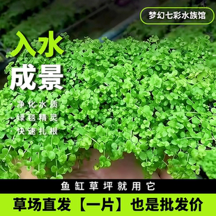 爬地矮珍珠水草鱼缸造景前景莫斯种子真草阴性免碳矮缸草坪好养