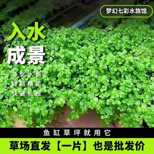 国际裁判带您一起玩水族