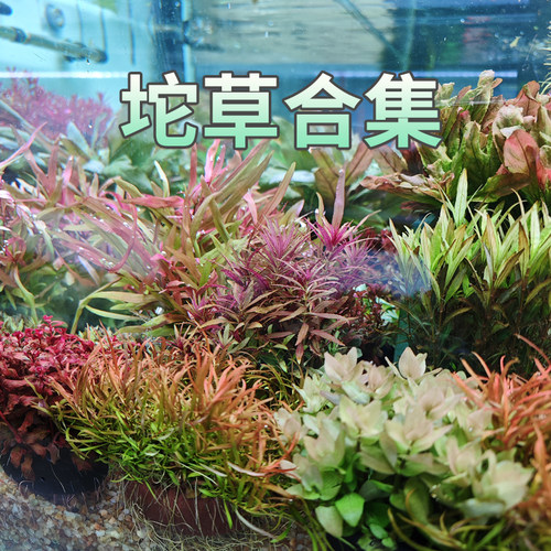 牛毛迷你坨草绿菊花红波大坨草懒人无需二氧化碳活体水草鱼缸造景