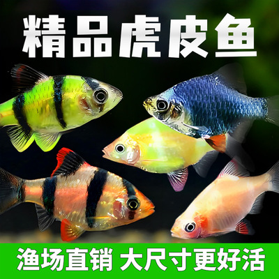 四间虎皮鱼新手好养耐活草缸群游鱼金虎蓝虎小型热带淡水观赏鱼