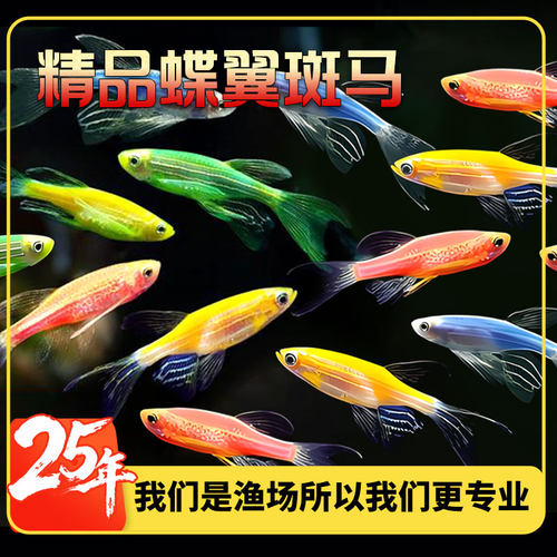 【蝶翼斑马鱼】荧光斑马鱼糖果斑马养死算我输懒人鱼观赏鱼