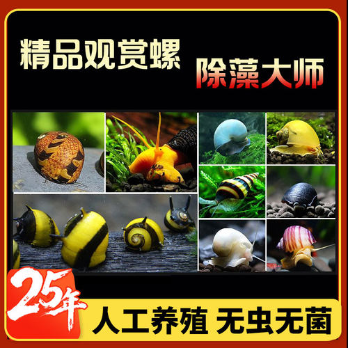 观赏螺清洁苹果螺除藻螺迷你蜗牛工具螺水草缸除苔清理残食清洁螺