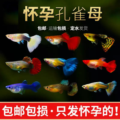 孔雀鱼天空蓝杂袍鱼小鱼苗下崽胎生凤尾鱼活体小型淡水热带观赏鱼