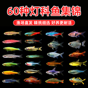 热带鱼小型淡水红绿灯鱼斑马活体宝莲灯草缸孔雀鱼群游鱼苗灯科鱼