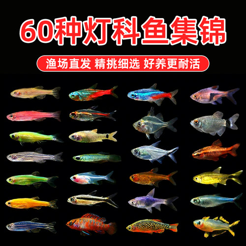 热带鱼小型淡水红绿灯鱼斑马活体宝莲灯草缸孔雀鱼群游鱼苗灯科鱼