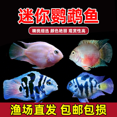迷你鹦鹉白金鹦鹉宝蓝鹦鹉繁殖鱼热带鱼观赏鱼草缸淡水阿凡达包邮