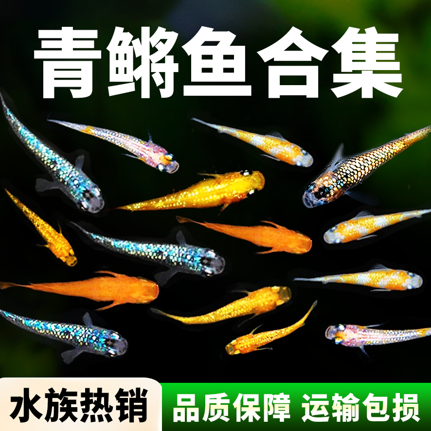 观背青鳉观赏鱼混搭小型鱼