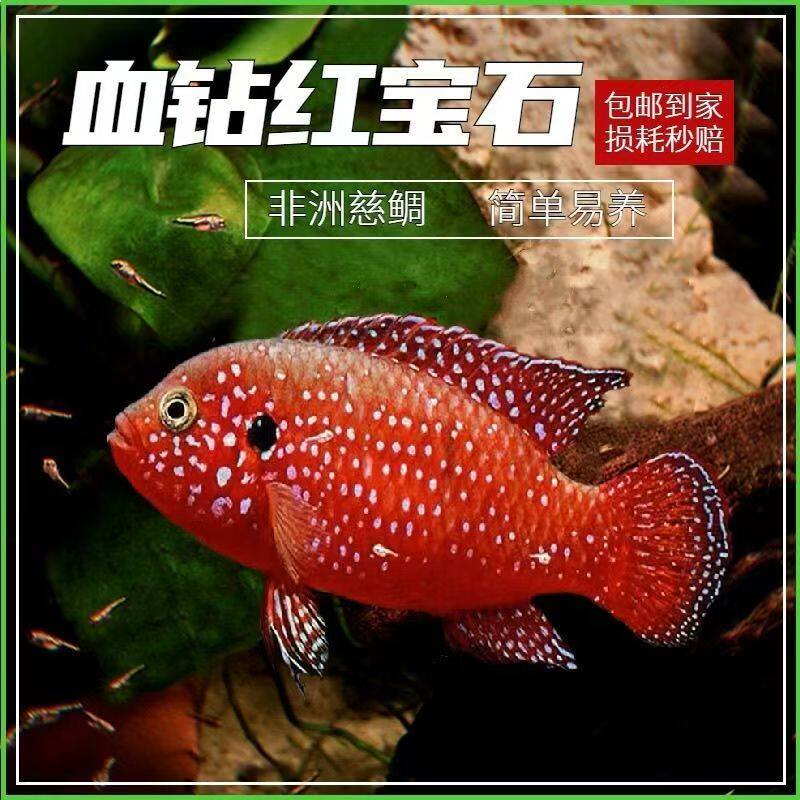 【包活7天】血钻红宝石鱼网红招财红色热带鱼活淡水观赏鱼红宝石 - 实物图