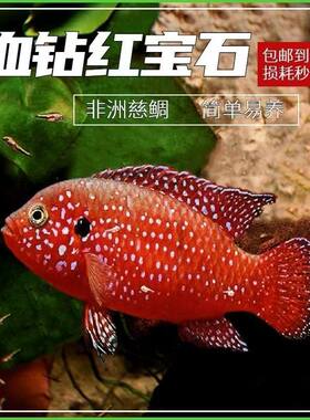 【包活7天】血钻红宝石鱼网红招财红色热带鱼活淡水观赏鱼红宝石