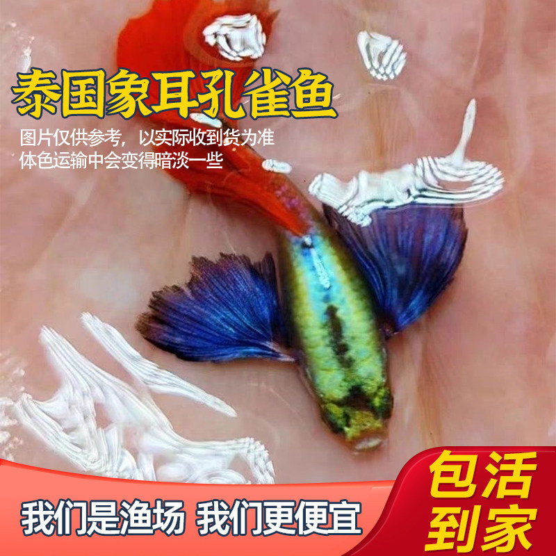 精品白金红尾象耳孔雀鱼活体活鱼热带鱼高端大尾孔雀鱼观赏鱼