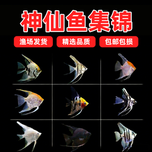 秘鲁七彩神仙鱼活体观赏鱼燕鱼秘鲁红头玻璃墨燕小型鱼苗套餐包邮