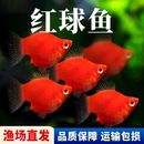 热带鱼活鱼纯种红皮球红太阳球小型观赏鱼玛丽球原生鱼活体好养