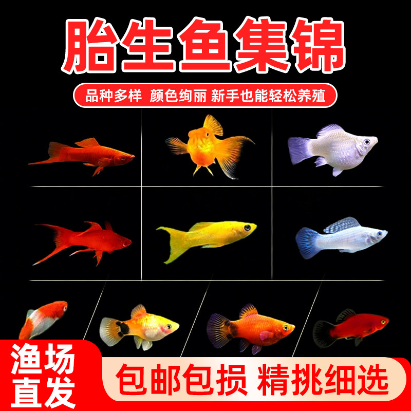 热带鱼胎生鱼活体易活好养观赏鱼玛丽球皮球鱼红剑红白剑月光鱼