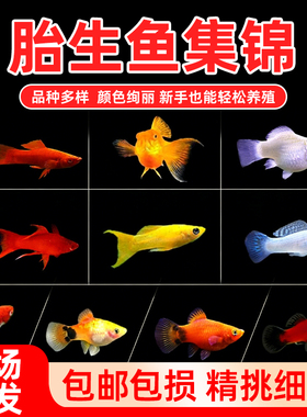 热带鱼胎生鱼活体易活好养观赏鱼玛丽球皮球鱼红剑红白剑月光鱼