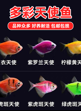 七彩天使鱼观赏鱼彩群鱼热带鱼群游斑马灯科小型鱼淡水鱼好养耐活