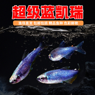 蓝凯瑞灯鱼南美热带鱼蓝国王灯黄化超级蓝国王灯凯莉观赏灯鱼活体