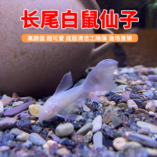 长尾白鼠仙子鱼清道夫热带观赏工具鱼清洁缸除藻吃垃圾粪便鱼包邮