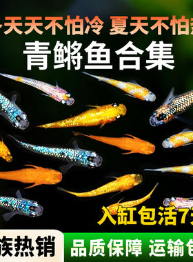 观背青鳉观赏鱼小型鱼冷水鱼鱼苗淡水好养活不打氧懒人鱼新手鱼