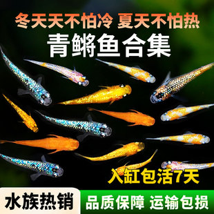 观背青鳉观赏鱼小型鱼冷水鱼鱼苗淡水好养活不打氧懒人鱼新手鱼