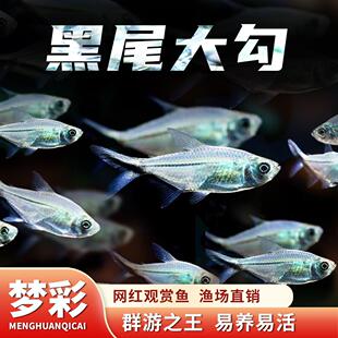 水族混养活体黑尾大勾群游鱼好养的小型热带鱼群游观赏鱼小型鱼