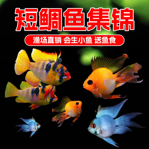 金波子阿凡达短鲷鱼活体观赏鱼淡水小型宝蓝球荷兰凤凰鱼草热带鱼
