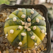 大疣兜锦实生4cm189