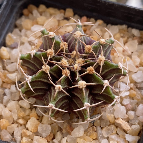 肋骨牡丹实生3.3cm388