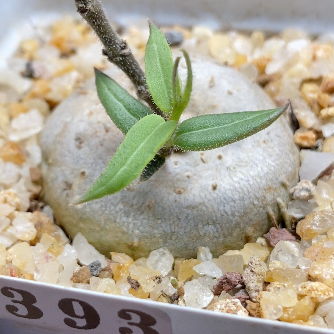 玉扣实生3.9cm393,鲜花速递/花卉仿真/绿植园艺,多肉植物,淘宝优惠券,粉丝福利购,淘宝优惠卷