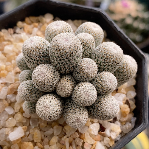 月世界群4.3cm216
