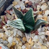 龟甲牡丹实生2.6cm626